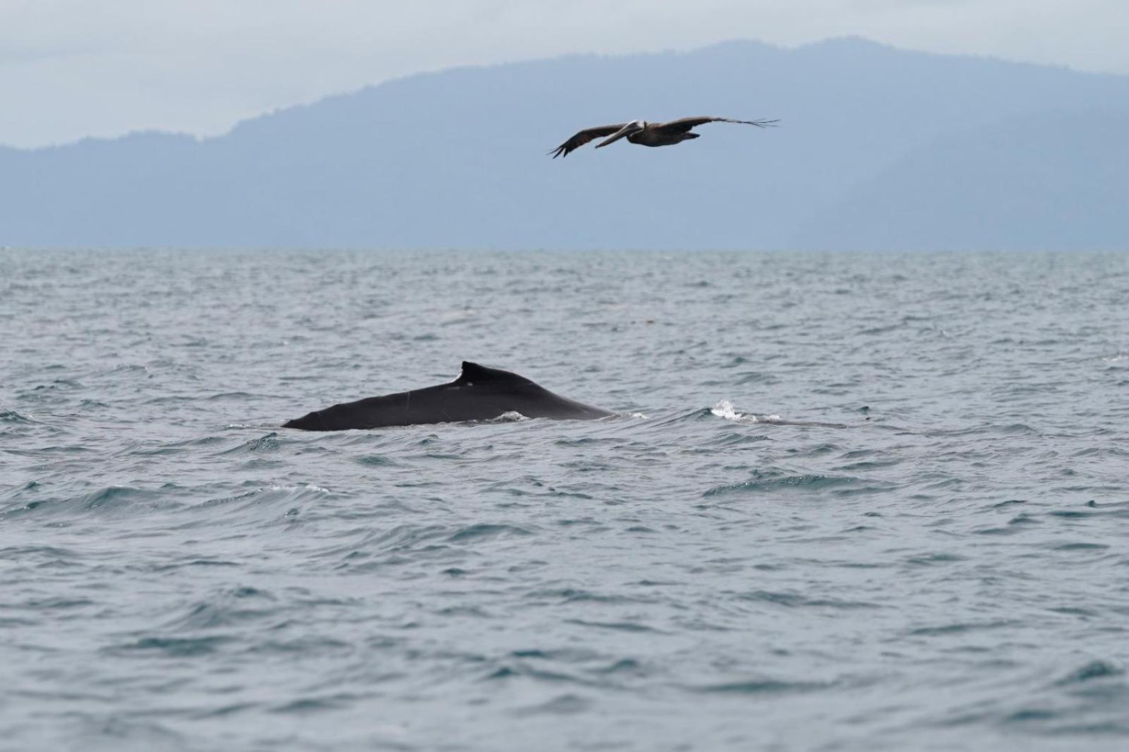 فيلا Dolphin Quest Costa Rica Piedras Blancas المظهر الخارجي الصورة